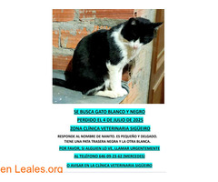 Gato perdido en Sigüeiro (A Coruña)