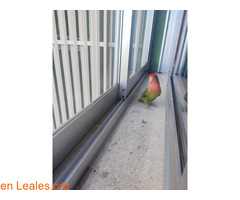 Encontrado agapornis / 3
