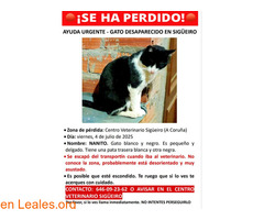 Gato perdido en Sigüeiro (A Coruña)