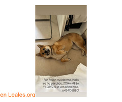 SHIBA PERDIDO AVDA JOSE MESA Y LOPEZ