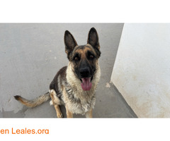 Adopción urgente