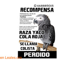 Yaco cola roja Perdido en Murcia