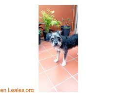 Adopción responsable