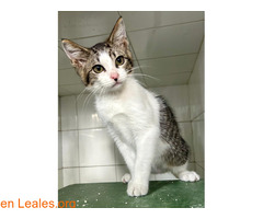 Gatita aventurera busca hogar