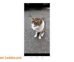 Gato manso encontrado