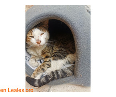Gato manso encontrado / 2