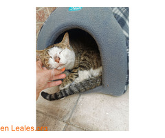 Gato manso encontrado / 3
