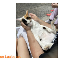 ADOPCIÓN URGENTE GATA TEROR GRAN CANARIA / 1