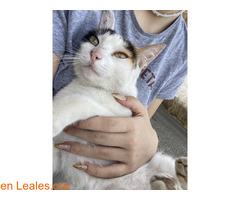 ADOPCIÓN URGENTE GATA TEROR GRAN CANARIA / 2