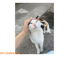 ADOPCIÓN URGENTE GATA TEROR GRAN CANARIA / 3