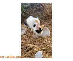 ADOPCIÓN URGENTE GATA TEROR GRAN CANARIA / 5