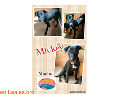 Mickey y Minnie Maspalomas Animal Rescue - Imagen 1