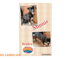 Mickey y Minnie Maspalomas Animal Rescue - Imagen 2