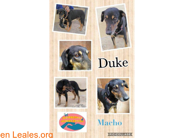 Duke - Maspalomas Animal Rescue - 1