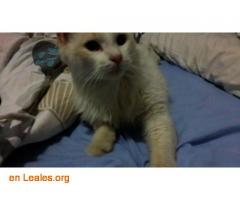 ADOPTADO: Gato Blanco Perdido/Abandonado - Imagen 4