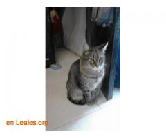 Mi gato Nuquito se perdió en Barcelona - Imagen 4