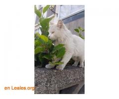 ADOPTADO: Gato Blanco Perdido/Abandonado - Imagen 1