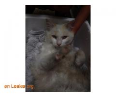 ADOPTADO: Gato Blanco Perdido/Abandonado - Imagen 3
