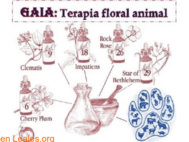Gaia, terapia floral animal - 1