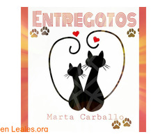 Marta Carballo - Entregatos - Imagen 1