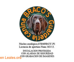 Guardería canina Braco's