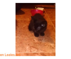 Gatito negro 1 mes - Imagen 2