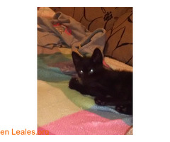Gatito negro 1 mes - Imagen 3