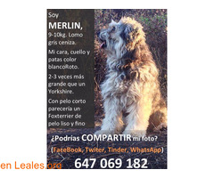 Merlin - Imagen 2