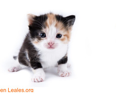 Guía de cuidados para gatitos huérfanos - Imagen 3