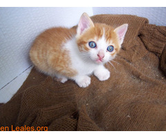 Guía de cuidados para gatitos huérfanos - Imagen 5