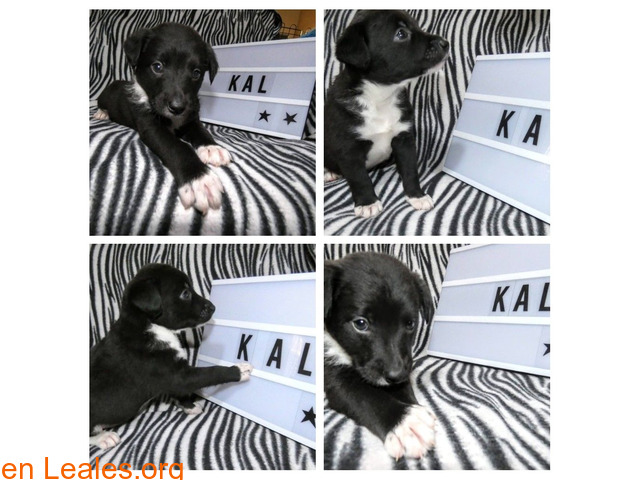 Kal, un alma en la perrera - 1