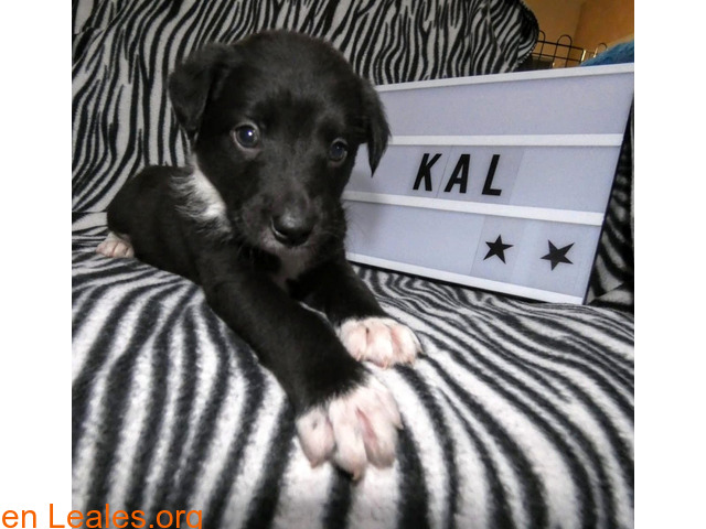 Kal, un alma en la perrera - 2