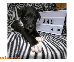Kal, un alma en la perrera - Imagen 2