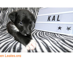 Kal, un alma en la perrera - Imagen 3