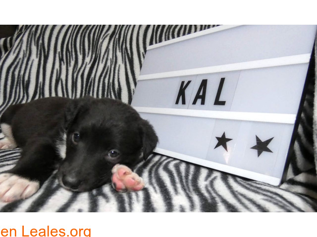 Kal, un alma en la perrera - 5