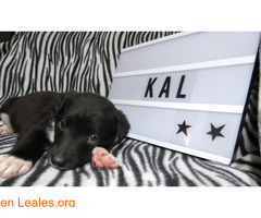 Kal, un alma en la perrera - Imagen 5