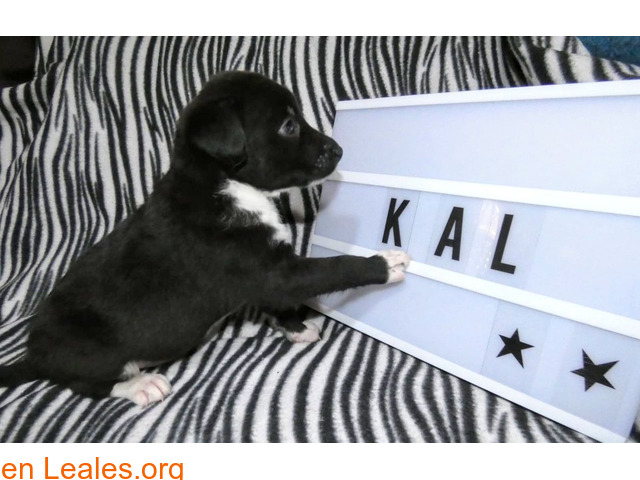 Kal, un alma en la perrera - 6
