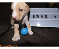 Owen - Imagen 6