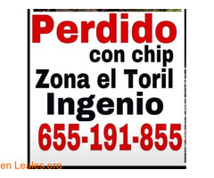 PERDIDO EN INGENIO    ZONA DEL TORIL. - Imagen 3