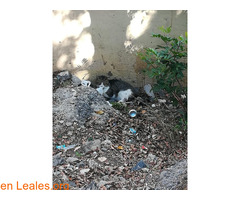 Gato malherido en Las Palmas de GC - Imagen 2