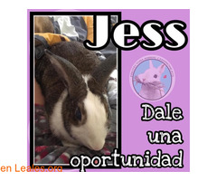 Jess en adopción