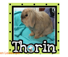 Thorin en adopción