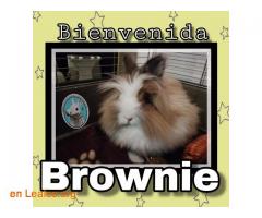 Brownie en Adopción - Imagen 1