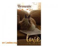 Brownie en Adopción - Imagen 2
